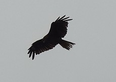 20120722.01010RIMG6179.jpg