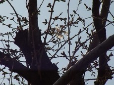 2013.03.19.00300RIMG9369.jpg