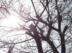 2013.03.19.00300RIMG9371.jpg