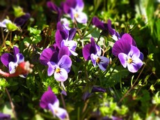 2013.03.20.00300RIMG9398.jpg