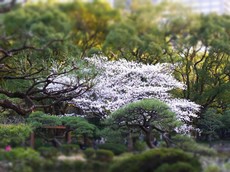 2013.03.20.00300RIMG9421.jpg