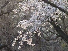 2013.03.21.00300RIMG9407.jpg