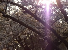 2013.03.21.00300RIMG9410.jpg