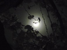 2013.03.26.00300RIMG9599.jpg