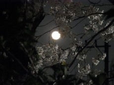 2013.03.28.00300RIMG9710.jpg