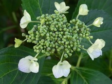 2013.06.02.00300RIMG0803.jpg