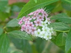 2013.06.02.00300RIMG0836.jpg