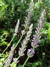 20150610123450030.jpg